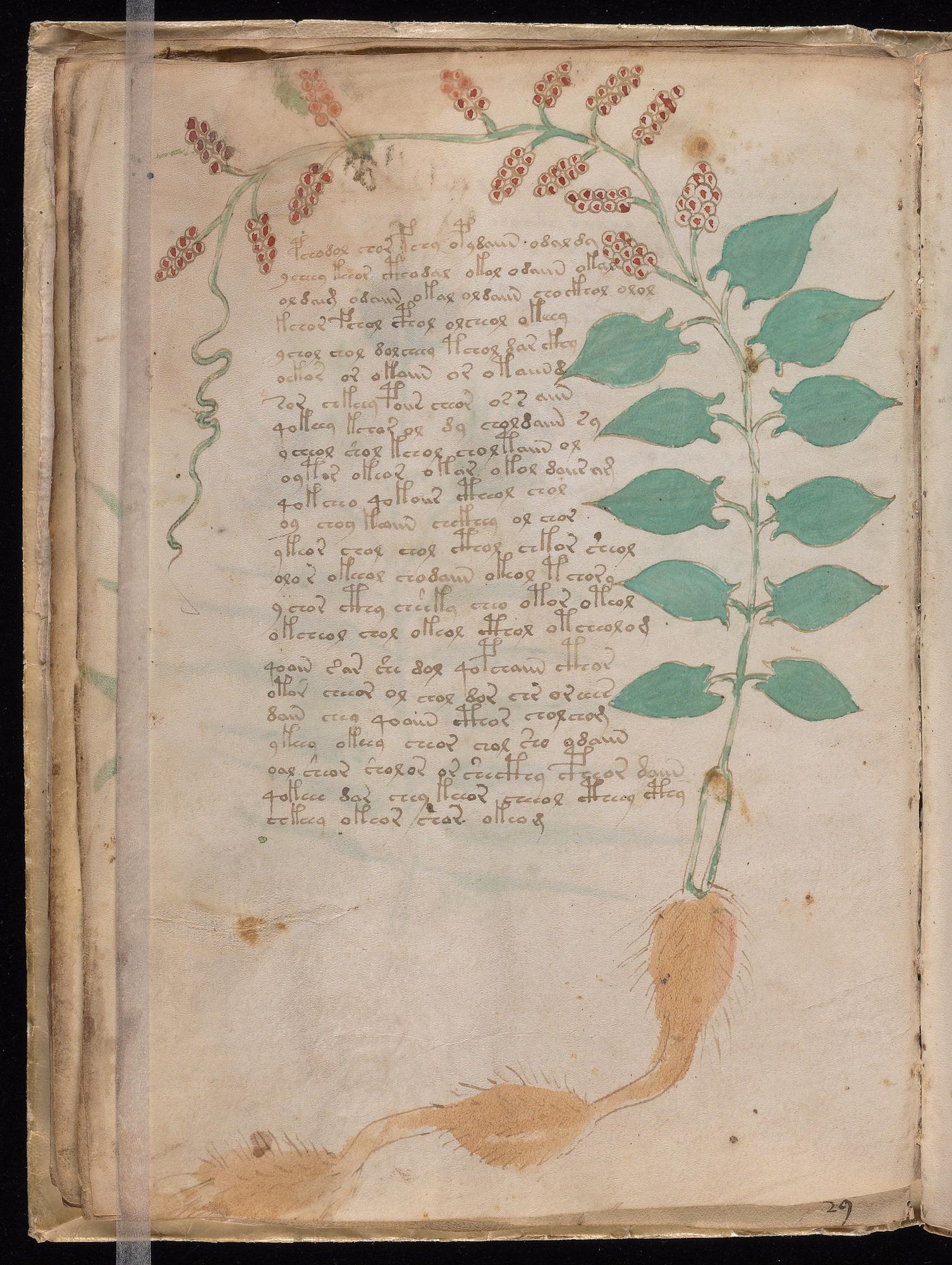 Herbal Page 32